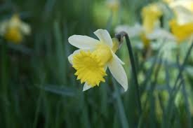 Narcissus lobularis pseudonarcissus PB 9